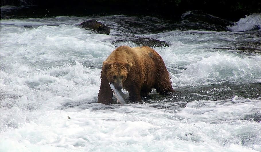 brown bear biting fish on body of water, nature, outdoors, wildlife