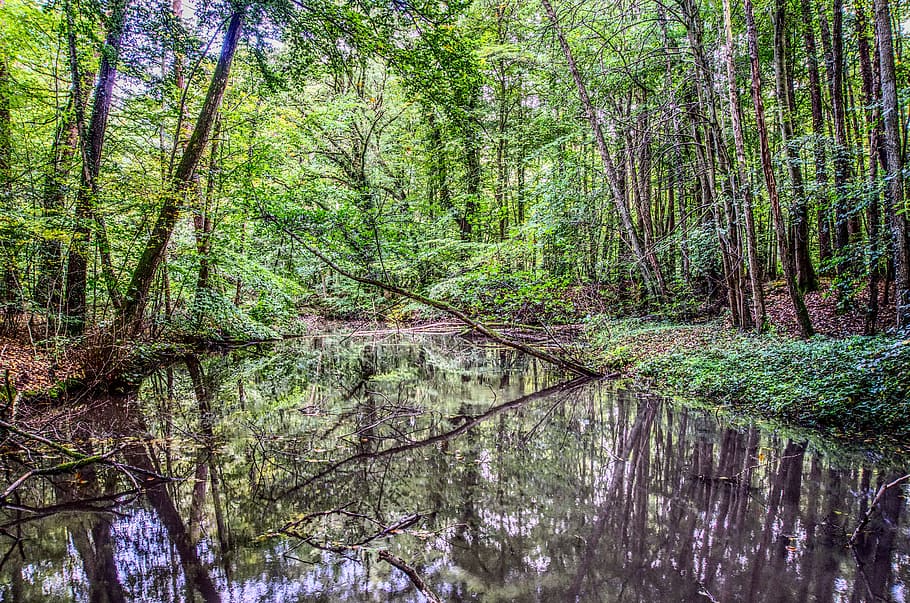 water, mirroring, reflection, lake, pond, bach, creek, leaves HD wallpaper