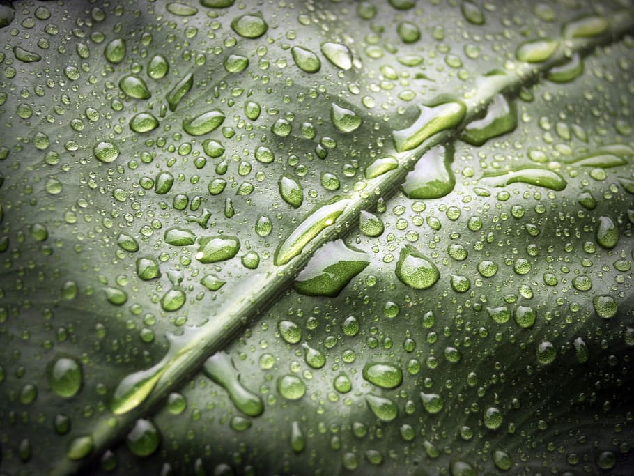 Leaf, Water, Drop, Background, green, natural, nature, fresh HD wallpaper