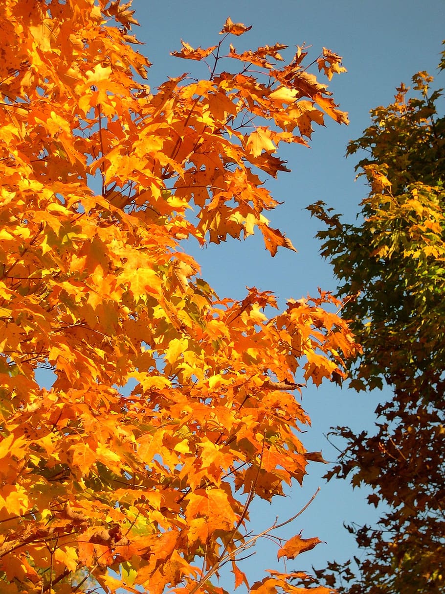 trees, maple, sky, blue, yellow, beautiful, growth, seasonal HD wallpaper