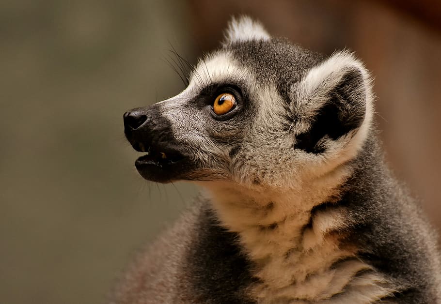long-coated gray and black animal, monkey, lemur, cute, zoo HD wallpaper