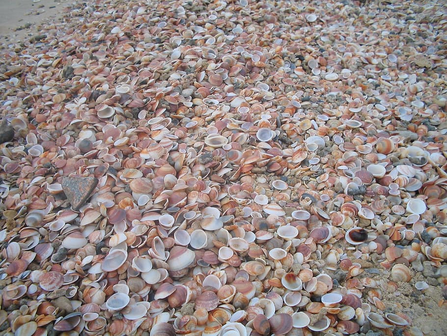 shells, texture, brown, beige, background, full frame, backgrounds HD wallpaper