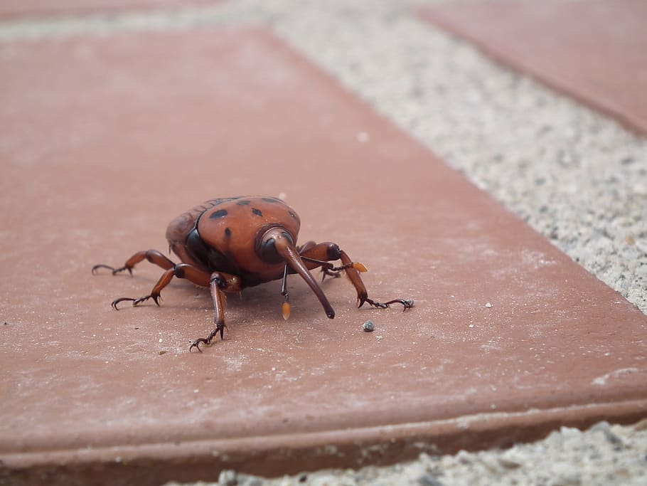 insect, scarab, palm, bug, animal wildlife, one animal, invertebrate HD wallpaper