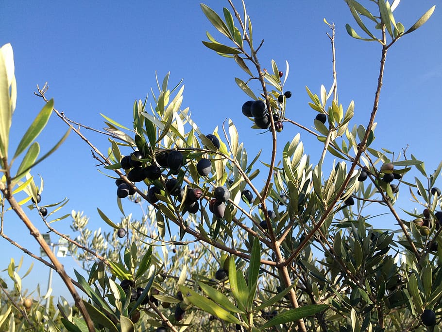olive branch, black, provence, nature, fruit, tree, leaf, plant HD wallpaper