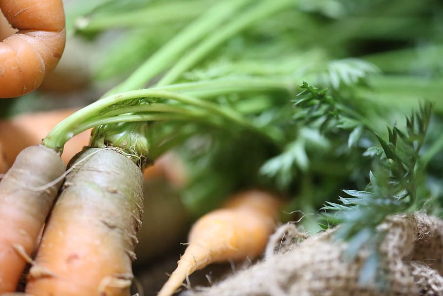 root, food, vegetable, nature, flora, carrots, healthy, juicing