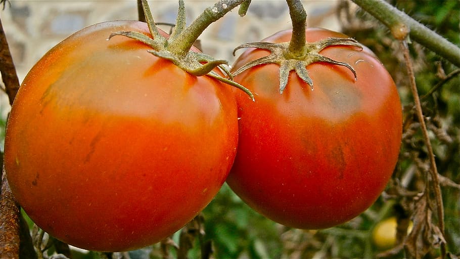 fruit, tomato, vegetable, nature, vegetables, food, red, ripe HD wallpaper