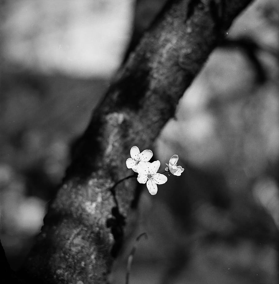 Hoa mai là một trong những loại hoa đẹp nhất trên thế giới này. Với những bông hoa mai trắng đen tươi cùng với nền mờ đầy tinh tế, bộ sưu tập hình nền HD này sẽ làm cho người xem cảm thấy tuyệt vời. Hãy dành thời gian của bạn để tìm kiếm một tấm nền hoa mai tuyệt đẹp cho bộ sưu tập hình nền của bạn.