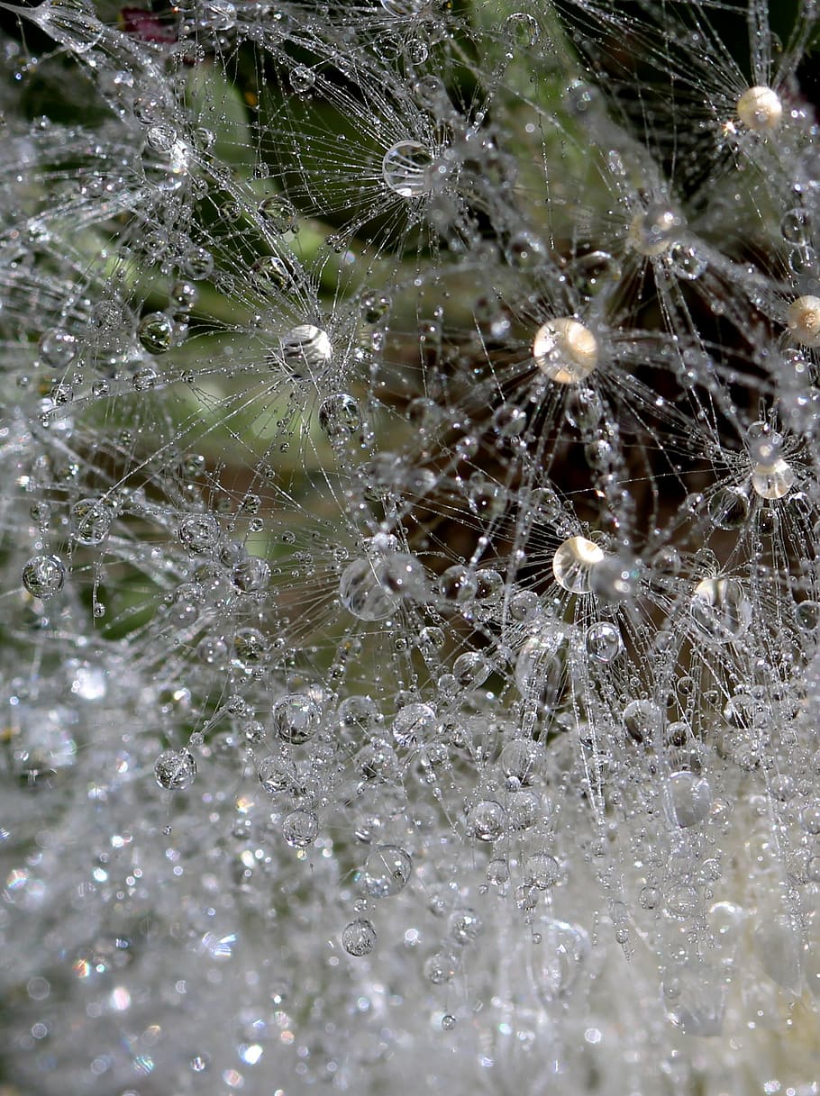 dandelion, drops, dew, plant, wet, nature, spider Web, close-up HD wallpaper