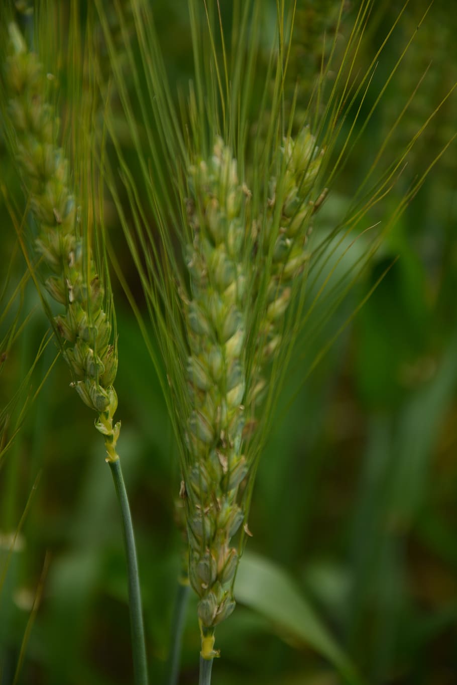 wheat, hope, growth, plant, green color, close-up, beauty in nature HD wallpaper