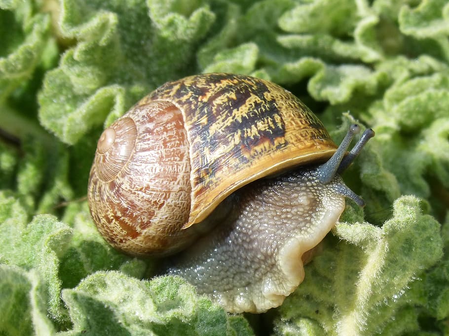 snail, gastropod, molluscum, shell, cargol bover, animal wildlife HD wallpaper