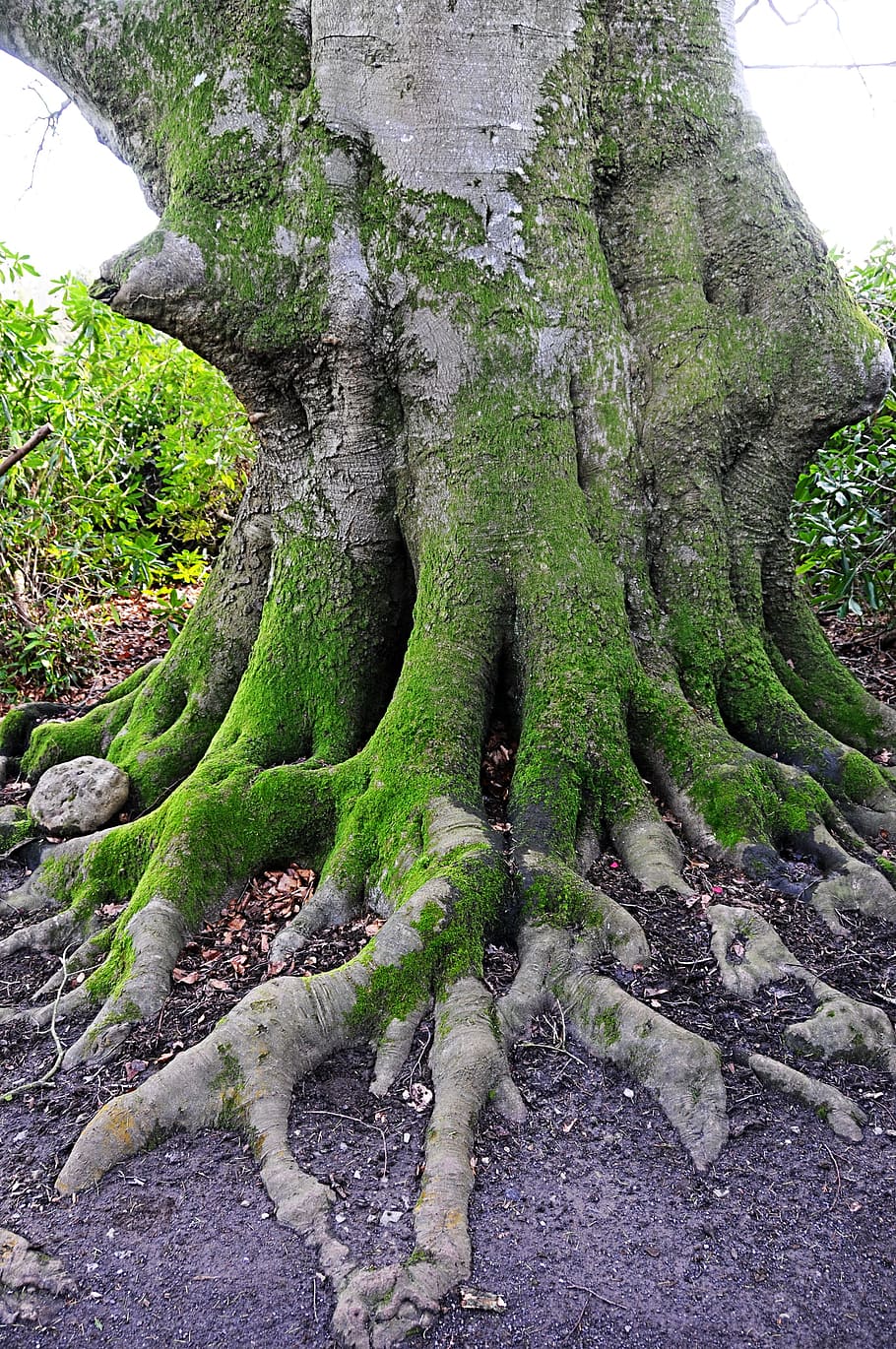 mossy tree trunk, old tree, kingston lacy, national trust, uk, HD wallpaper