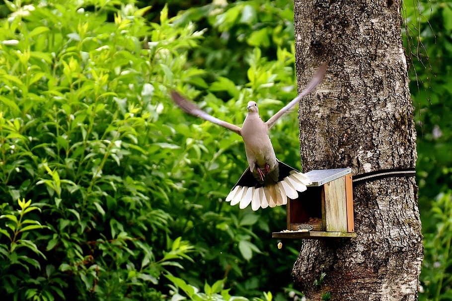 gray bird near brown bird house on brown trees, dove, food, birds, HD wallpaper