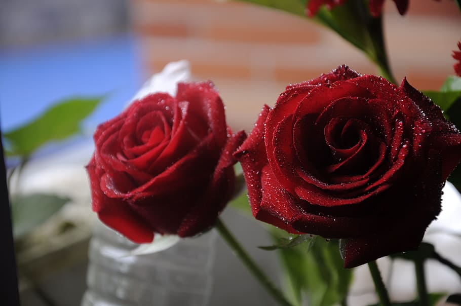 rose, flower, rose - flower, plant, flowering plant, red, beauty in nature HD wallpaper