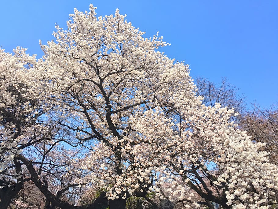 Sakura, Spring, Japan, Blossom, Cherry, japanese, cherry blossoms HD wallpaper