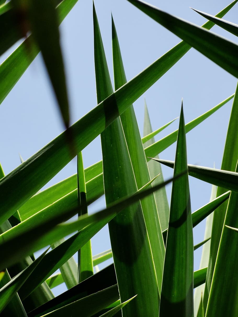 palm, leaf, crossed leaves, green color, plant, low angle view HD wallpaper