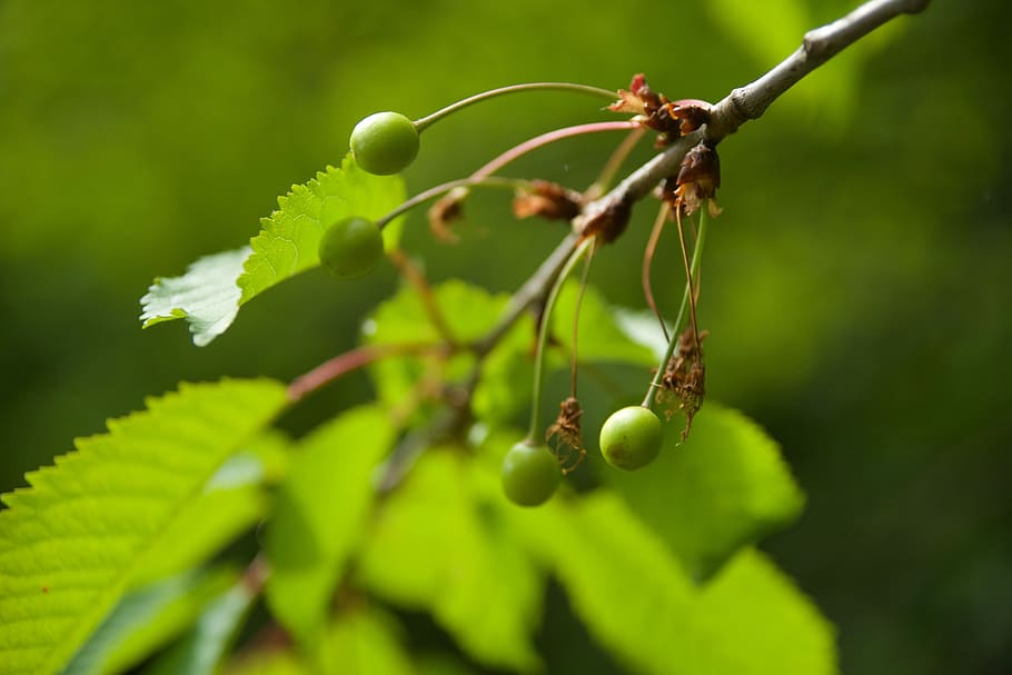 tree, fruit, nature, fruit trees, garden, cherry, cherries HD wallpaper