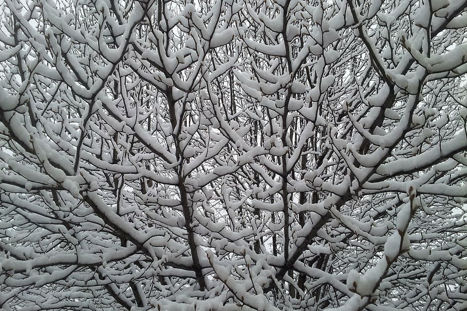 snowy tree, winter, cold, full frame, backgrounds, no people HD wallpaper