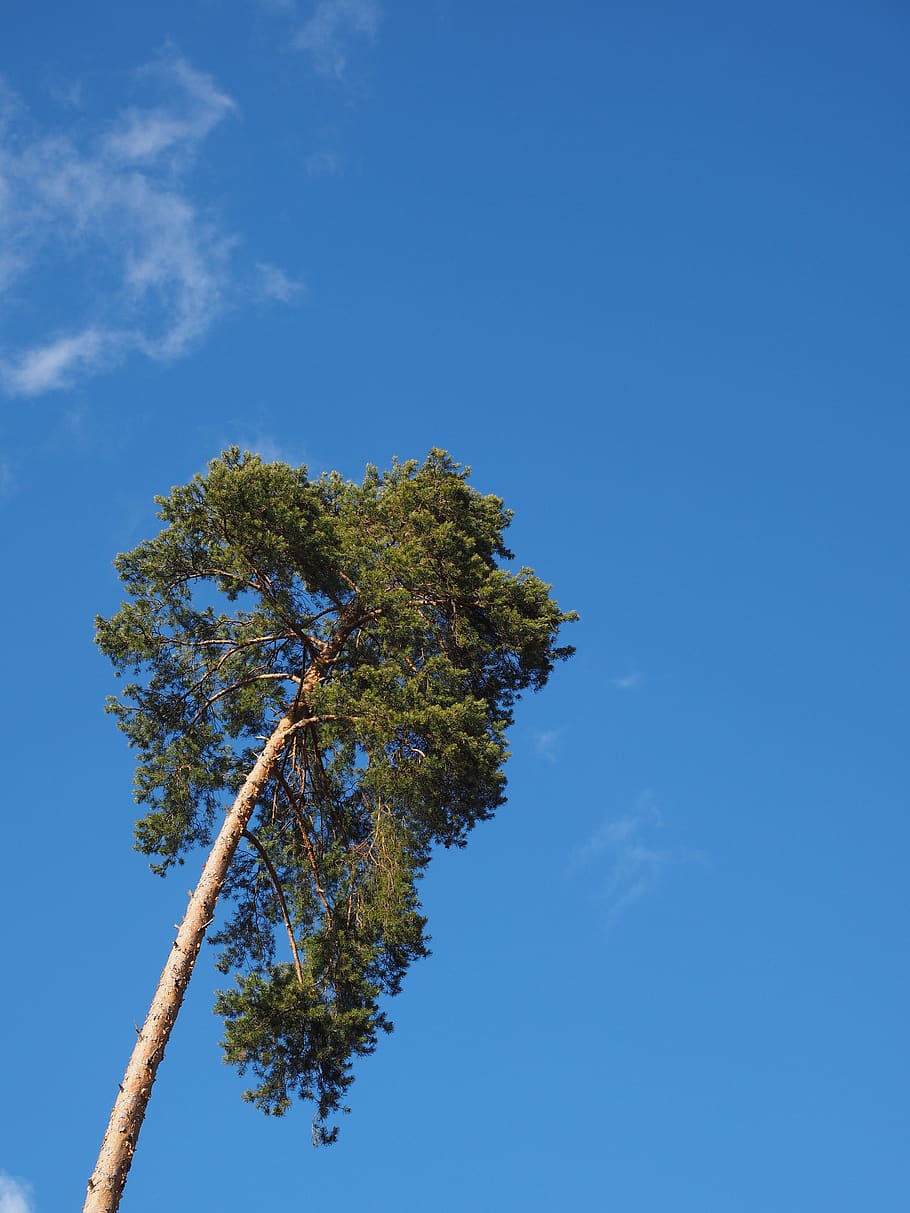 pine, tree, conifer, sky, blue, plant, low angle view, growth HD wallpaper
