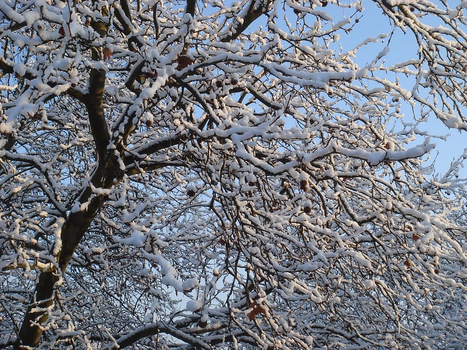 winter, snow, wintry, cold, tree, plant, branch, cold temperature HD wallpaper