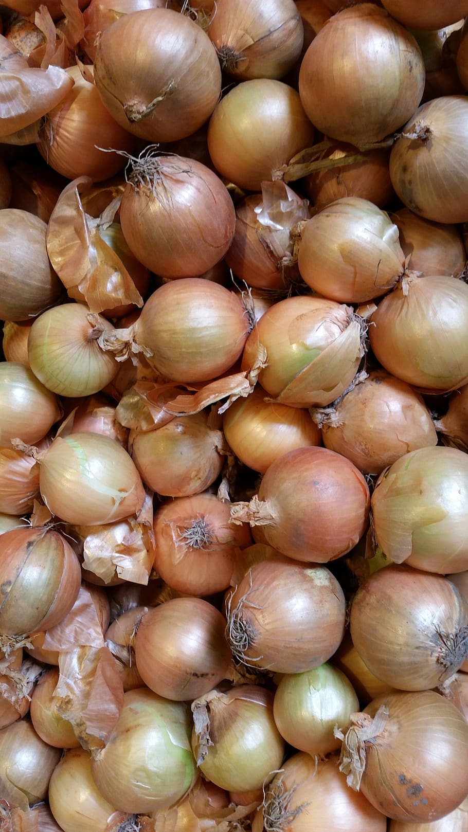 onion, vegetables, nature, healthy, food, sharp, brown, vegetable onion