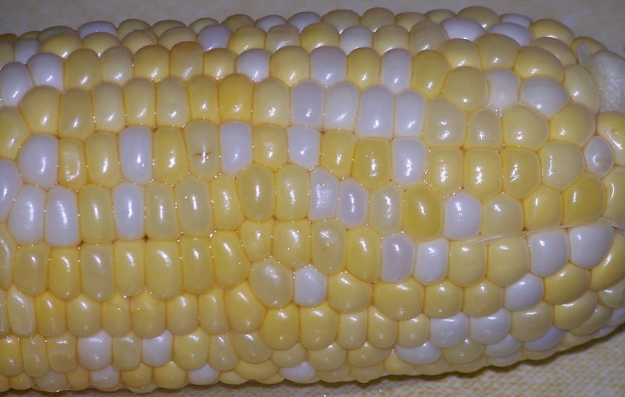 Corn, Cob, Ear, Food, Vegetable, summer, healthy, maize, fresh HD wallpaper