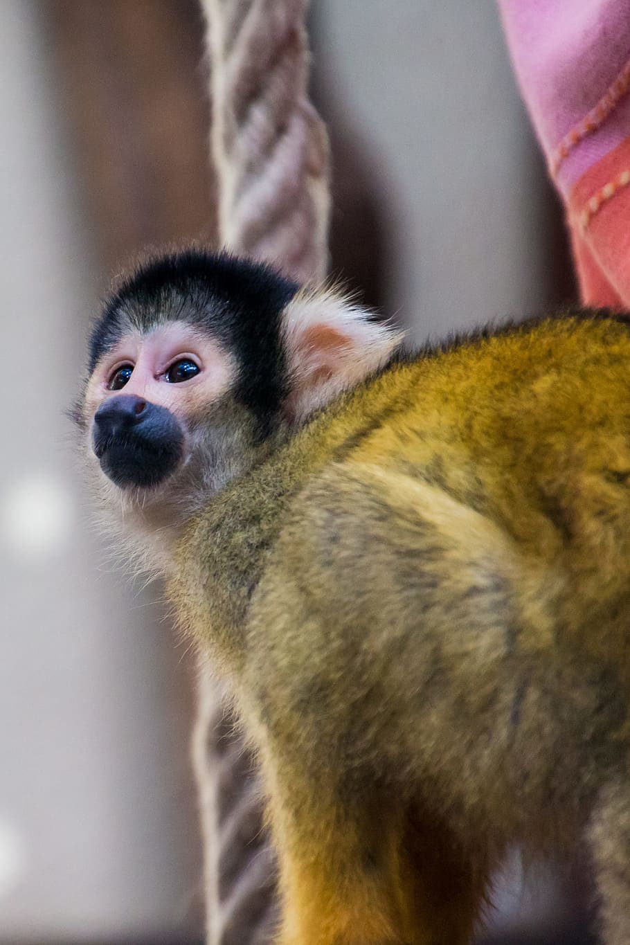 Squirrel Monkey, äffchen, curious, cute, animal, creature HD wallpaper