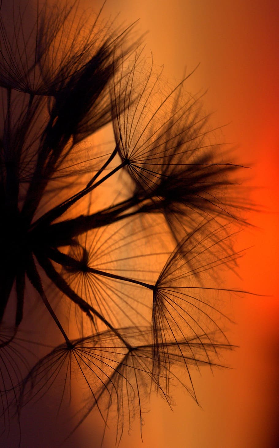silhouette of dandelion flower, Sunset, Evening, nature, plant HD wallpaper