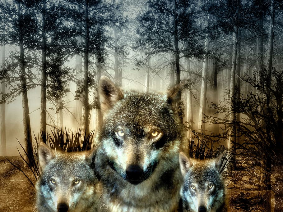 Animals nature wolf trees 1080P, 2K, 4K, 5K HD wallpapers free download, so...