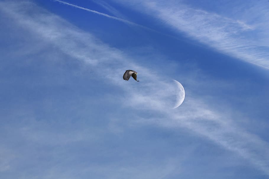 bird, sky, moon, month, cloud - sky, low angle view, flying HD wallpaper