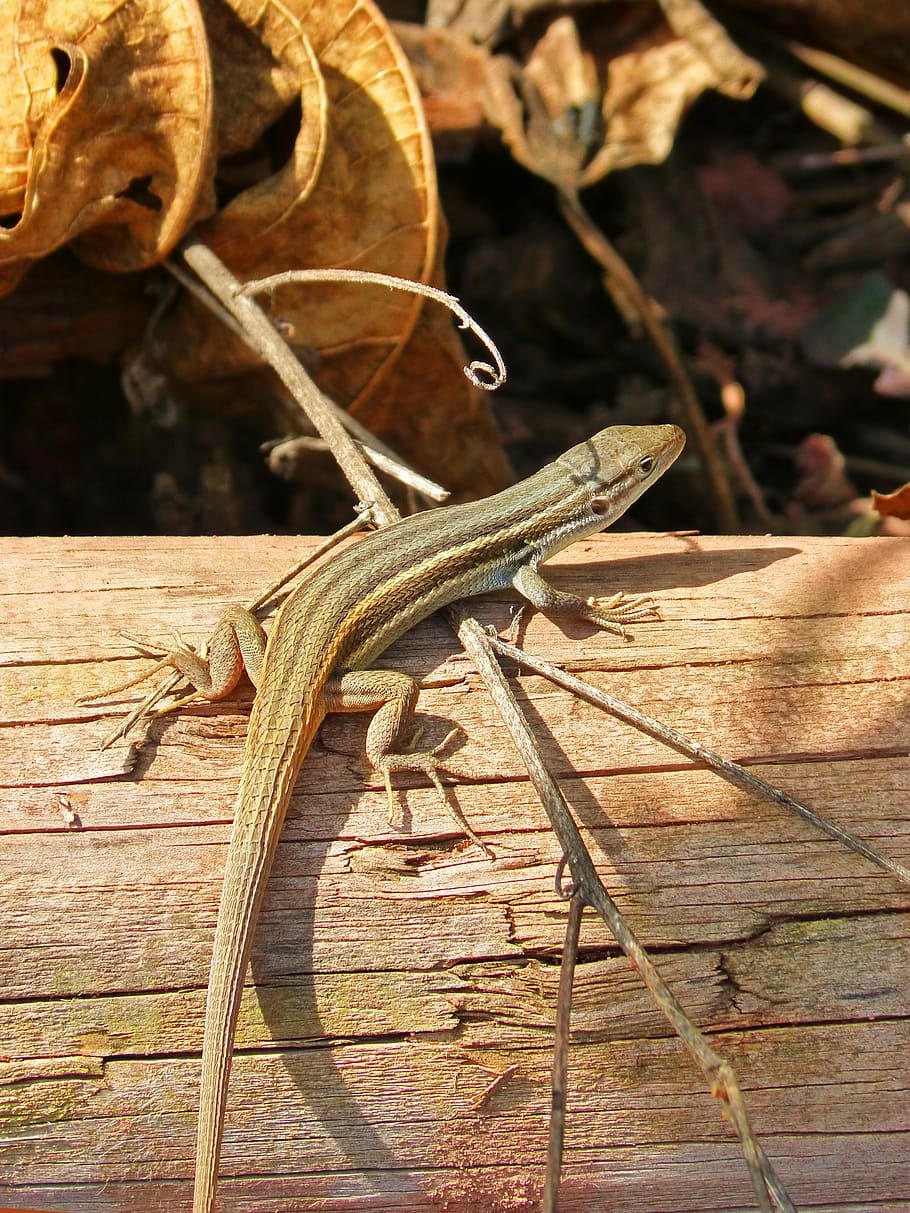 lizard, sargantana, trunk, reptile, animal, nature, wildlife HD wallpaper