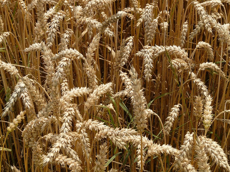 spike, wheat, cereals, grain, field, wheat field, cornfield HD wallpaper