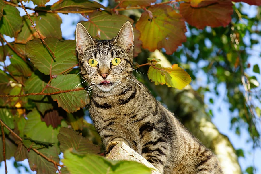 close-up photography of brown tabby cat, adidas, climb, tree HD wallpaper