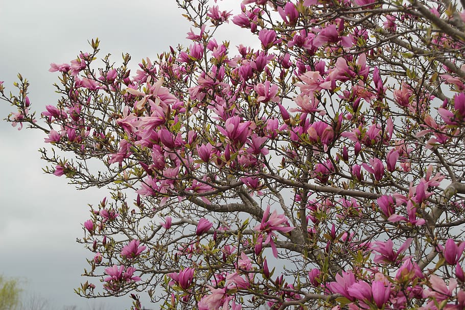 Tulip Tree, Nature, Blossom, Flora, spring, springtime, outdoors HD wallpaper