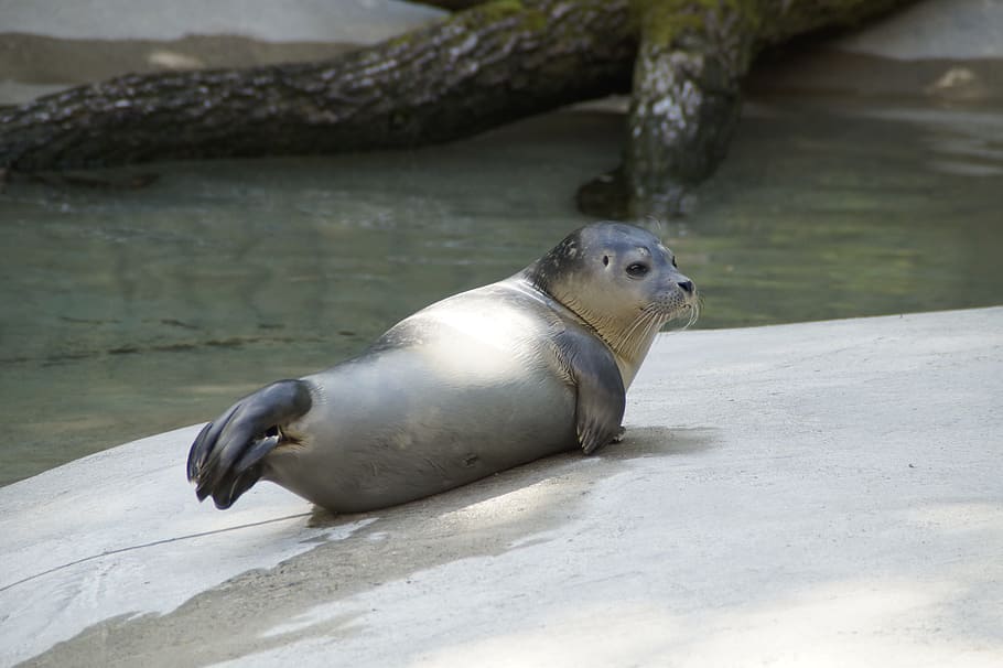 Robbe, Cozy, Relax, Rest, concerns, mammal, animal, easily HD wallpaper