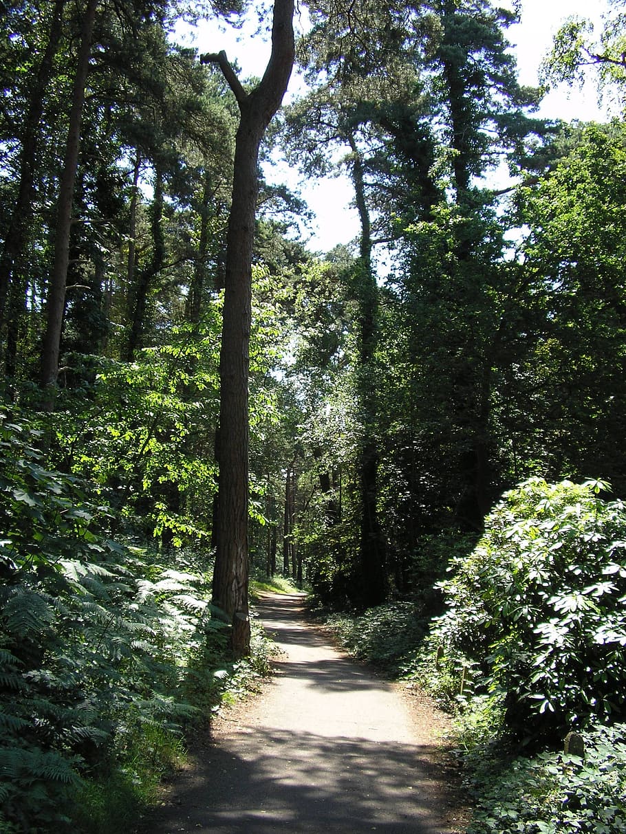 forest, trail, nature, landscape, path, woods, outdoors, foliage HD wallpaper
