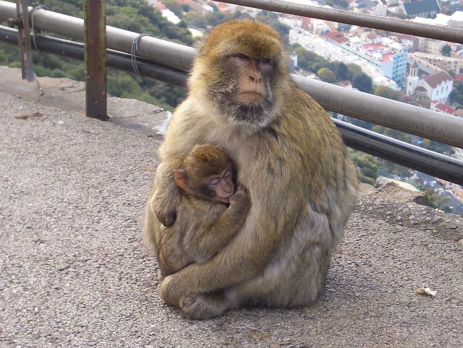 Ape, Gibraltar, Animals, Primate, Europe, mammal, monkey, one animal HD wallpaper