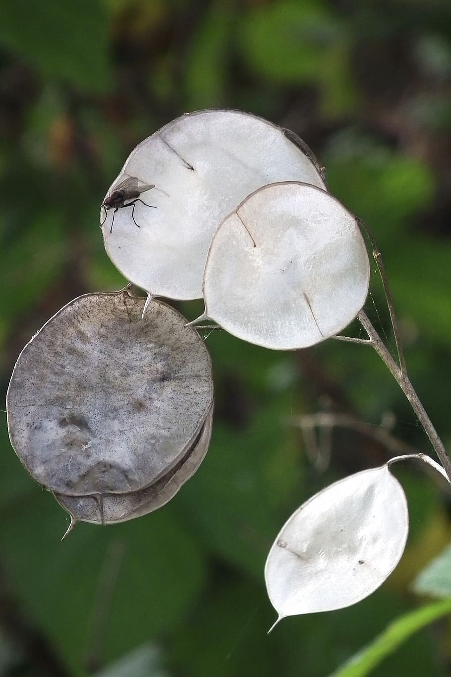 silver leaf, silberling, plant, close-up, focus on foreground HD wallpaper