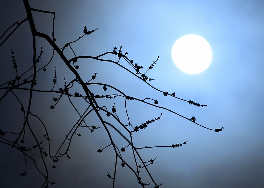 leafless tree, moonlight, branches, silhouette, night, dark HD wallpaper