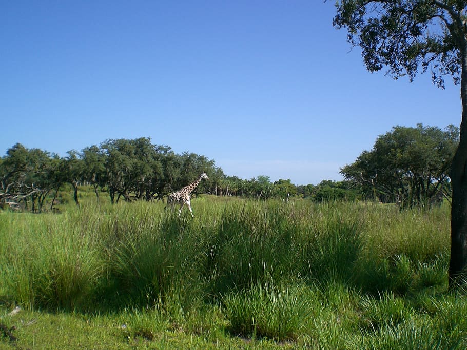 giraffe, sky, grass, summer, animal, wild, nature, wildlife HD wallpaper