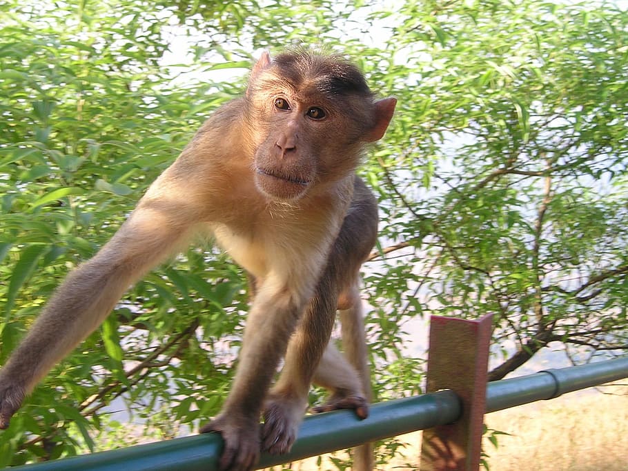 india, monkey, wild, cheeky, nature, primate, mammal, animal wildlife HD wallpaper