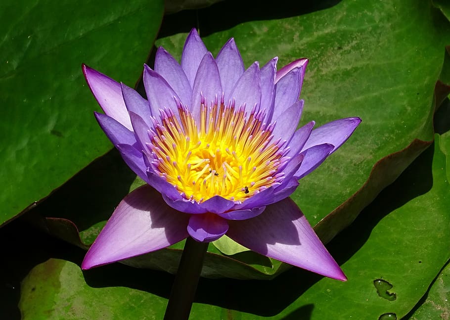 lily, flower, nymphaea tina, tropical, day-blooming, waterlily, HD wallpaper