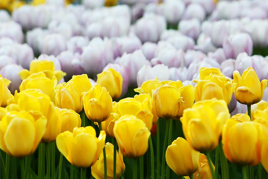 blur, bright, close-up, field, flora, floral, flower, focus HD wallpaper