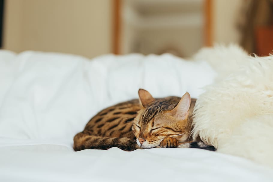 sleeping leopard kitten, Bengal cat, brown, black cat, white