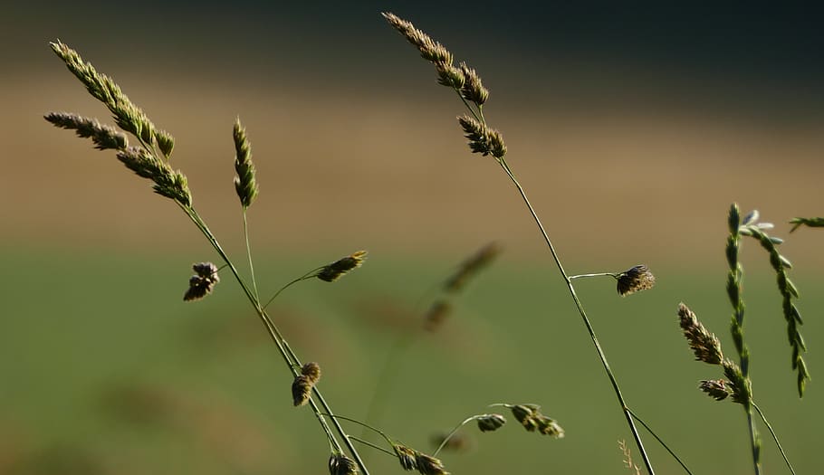 nature, landscape, grasses, meadow, sun, light, plant, growth HD wallpaper