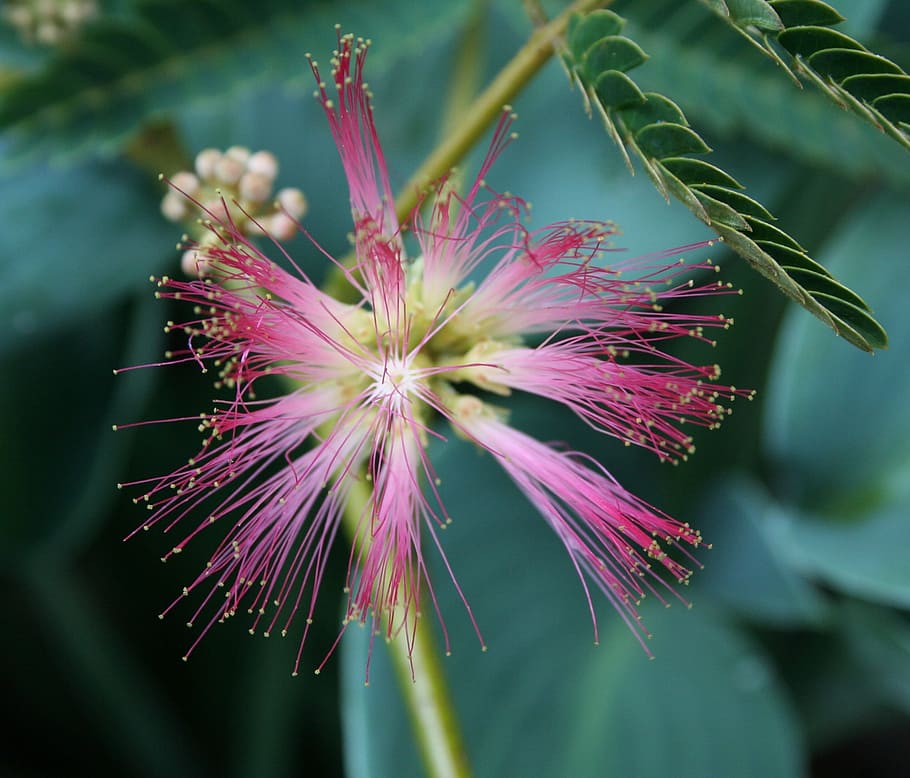 Floral, Plant, Natural, Blossom, Bloom, petal, botanical, organic HD wallpaper