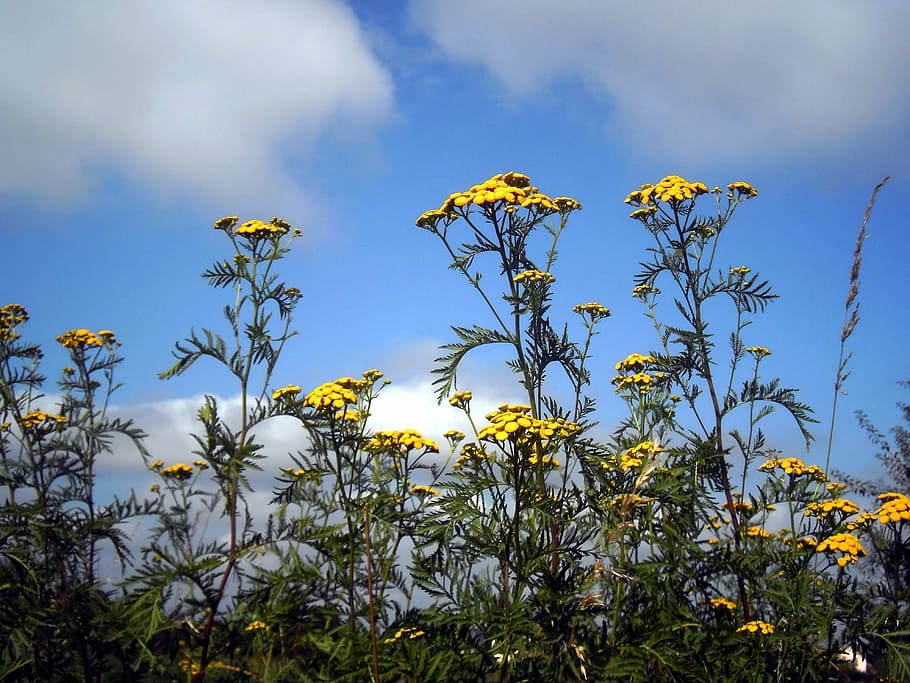 flowers, yellow, sky, clouds, nature, petals, fleurs des champs HD wallpaper