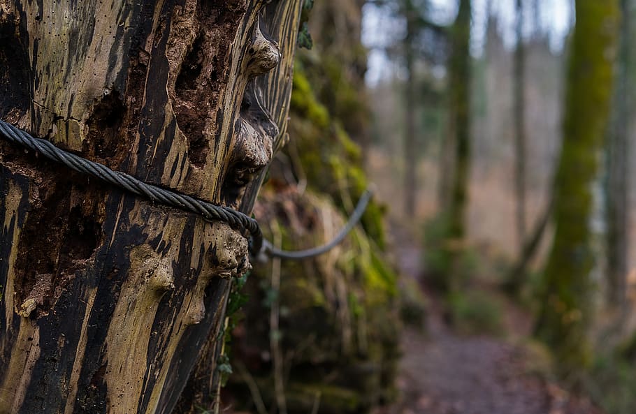 wood, tree, nature, environment, forest path, log, the climbing path HD wallpaper