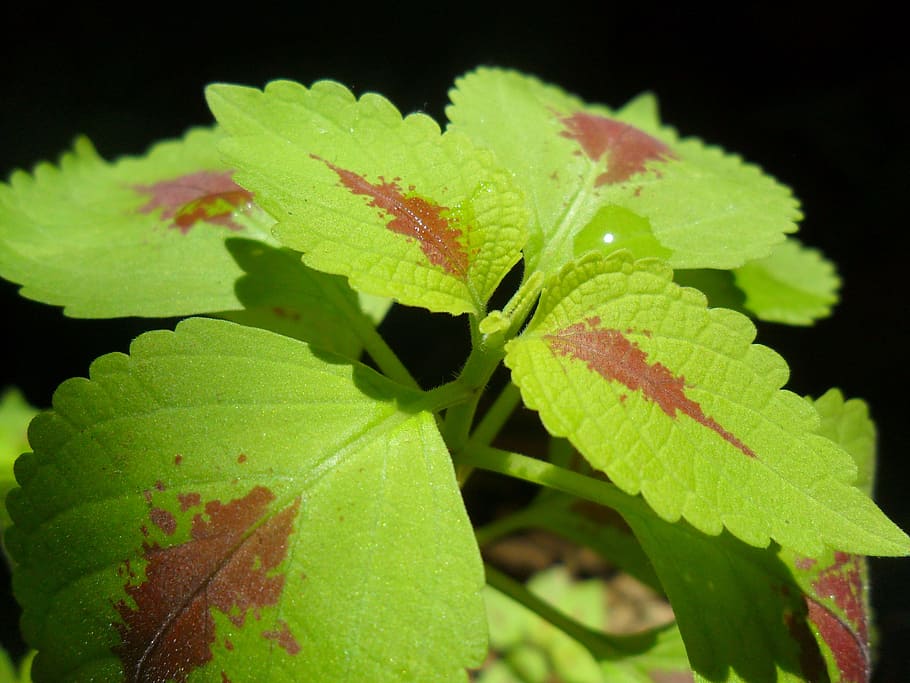 leaf, nature, flora, growth, garden, green color, plant, plant part HD wallpaper