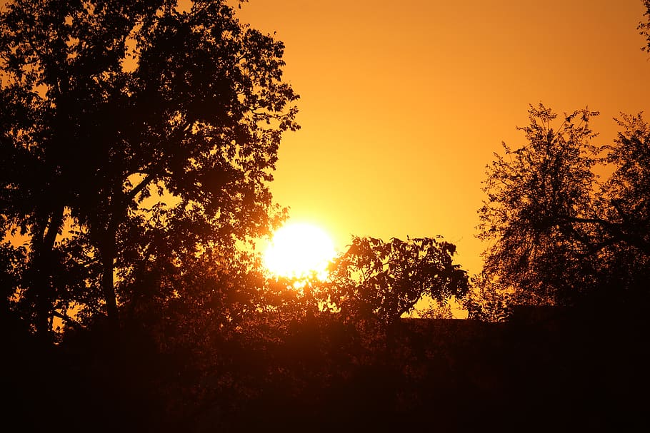 sunset, tree, evening, trees, landscape, sunlight, plant, sky HD wallpaper