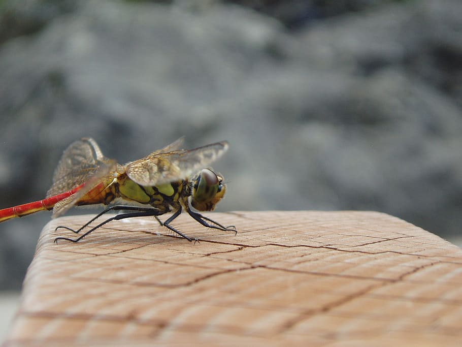 Dragonfly, Insects, Wing, Autumn, park, forest, compound eyes HD wallpaper
